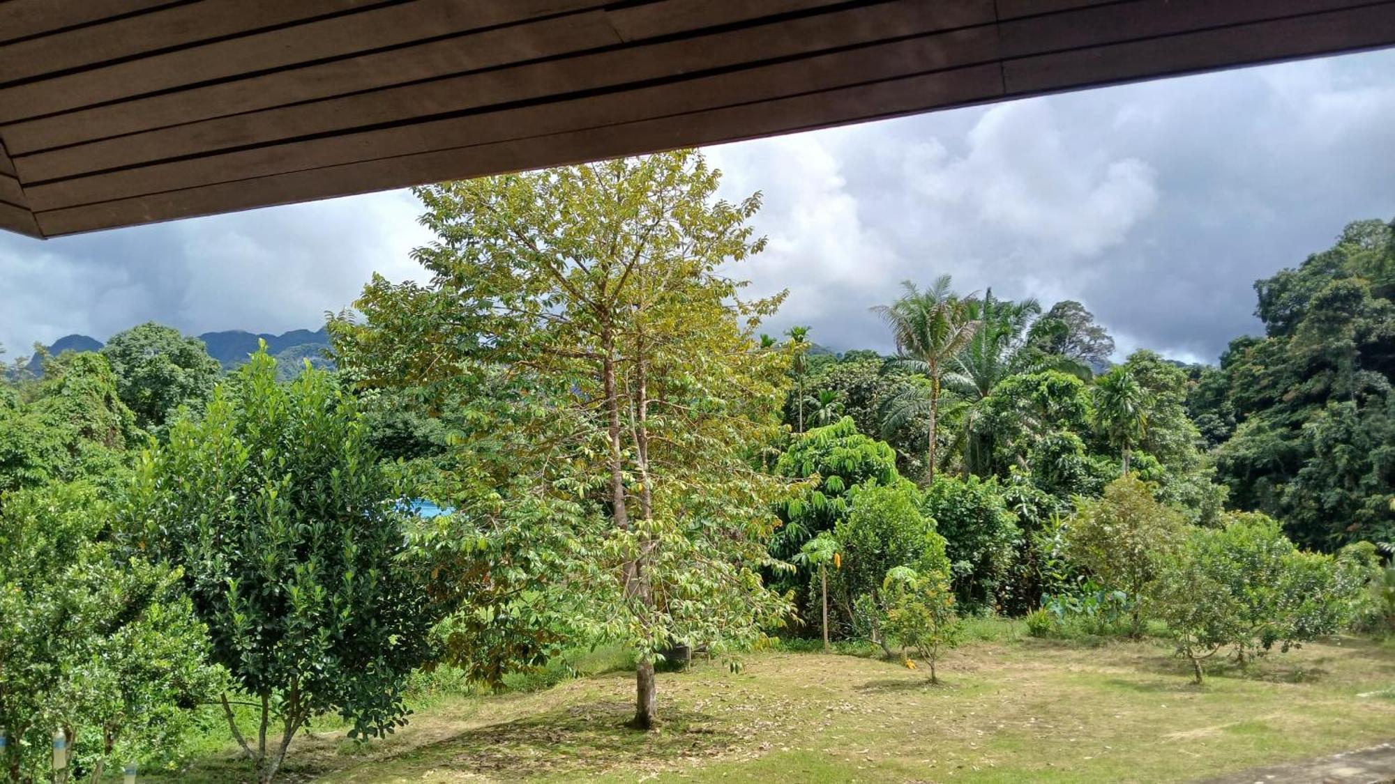 Mulu Tribal Homestay מראה חיצוני תמונה